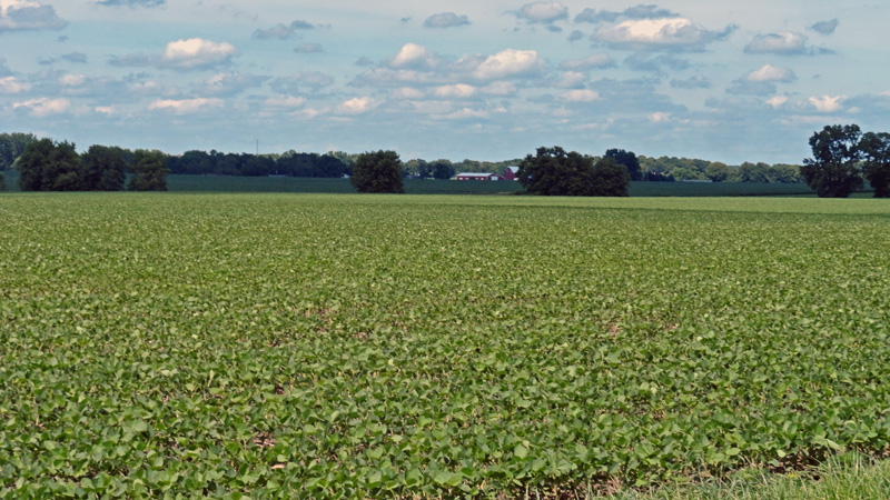 A farm near the lake. It looks like soybeans are doing well this year.